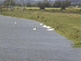 Swans on the Wookey Rhine, as seen from the bridge at Pathe near Othery, 13.3 miles into the ride